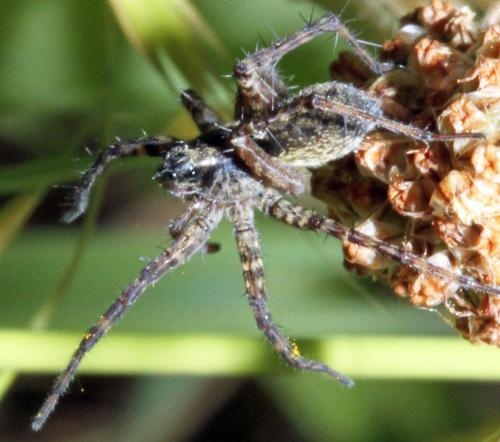 Pardosa sp.